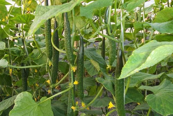 黃瓜.jpg 黃瓜.jpg